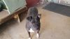 Tinker photo 3