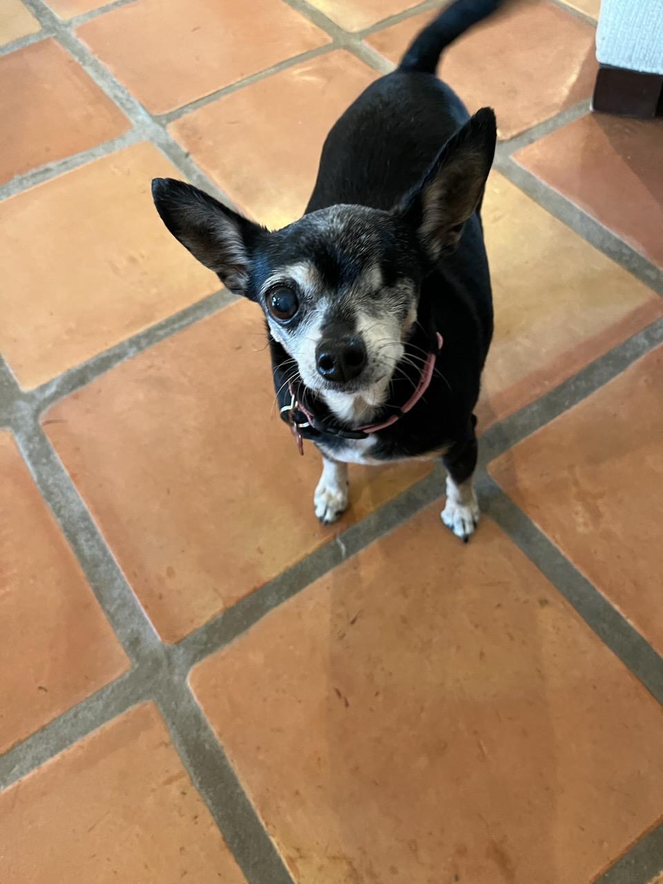 Rosie, an adoptable Chihuahua in Phoenix, AZ, 85029 | Photo Image 1