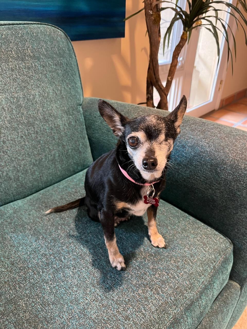 Rosie, an adoptable Chihuahua in Phoenix, AZ, 85029 | Photo Image 2