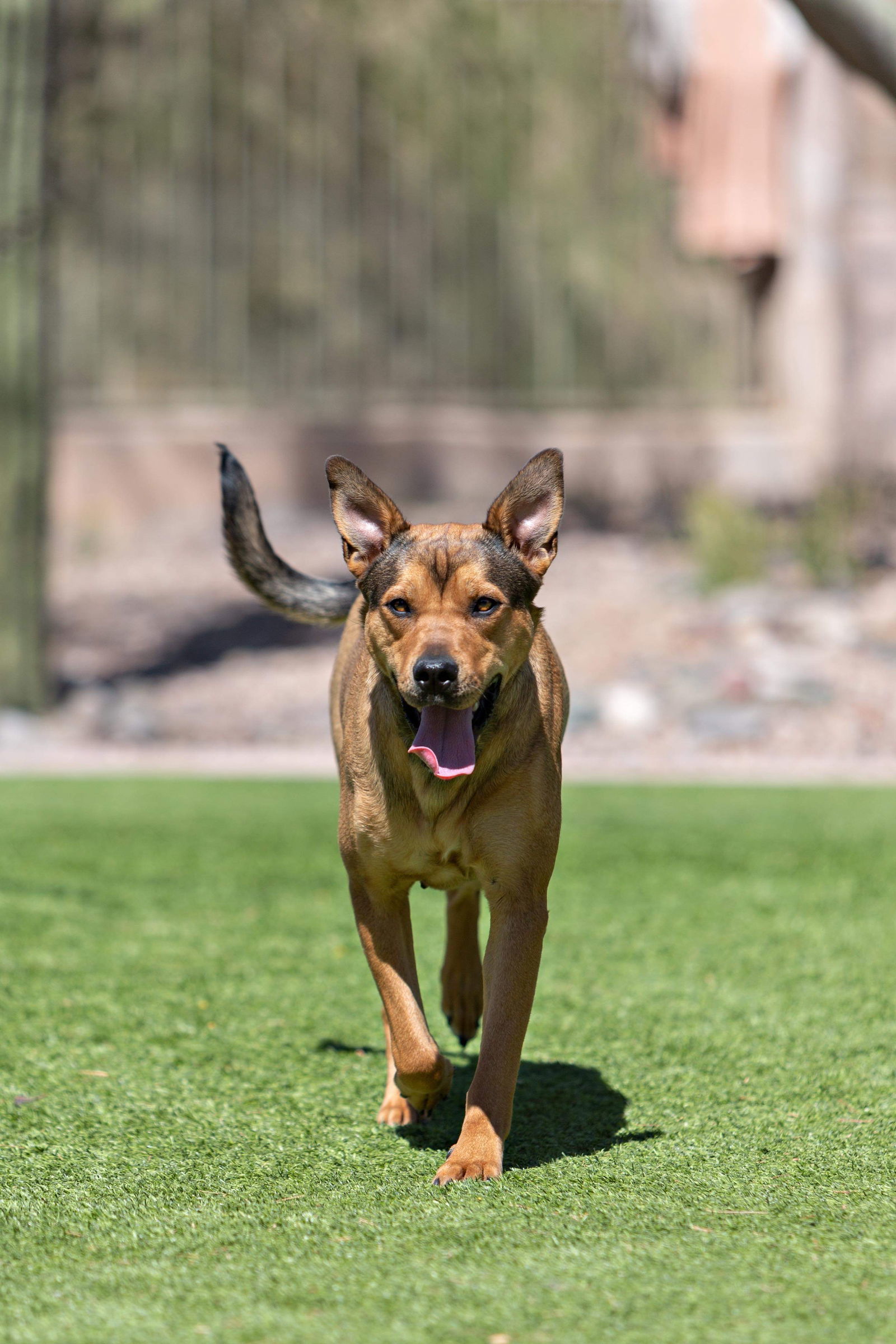 GiGi Biscuits, an adoptable Shepherd in Phoenix, AZ, 85029 | Photo Image 1