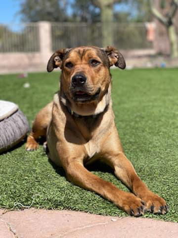 GiGi Biscuits, an adoptable Shepherd in Phoenix, AZ, 85029 | Photo Image 2