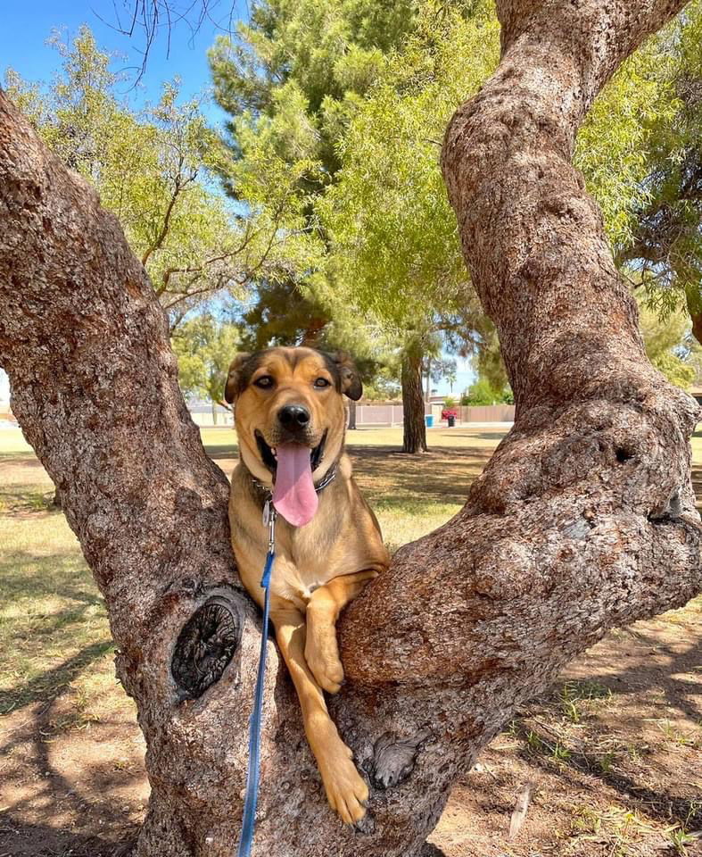 GiGi Biscuits, an adoptable Shepherd in Phoenix, AZ, 85029 | Photo Image 3