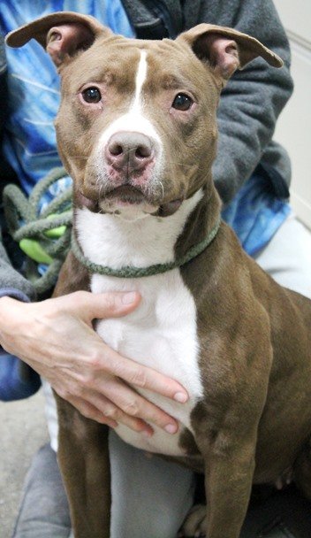 Sissie (a.k.a. Baby), an adoptable Pit Bull Terrier Mix in Carrollton, GA_image-2