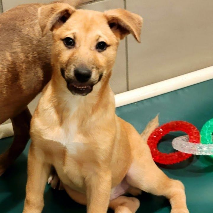 Benji, an adoptable German Shepherd Dog & Beagle Mix in Chicago, IL_image-2