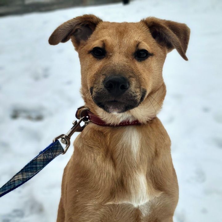 Benji, an adoptable German Shepherd Dog & Beagle Mix in Chicago, IL_image-1