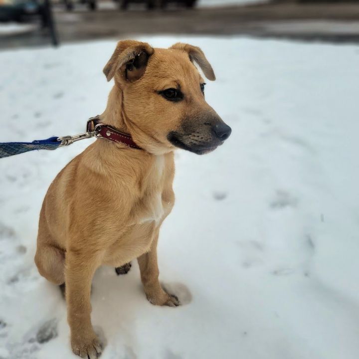 Benji, an adoptable German Shepherd Dog & Beagle Mix in Chicago, IL_image-6