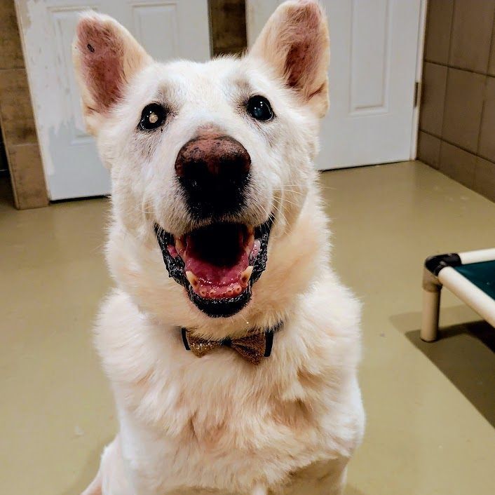 Frosty (Visually impaired), an adoptable White German Shepherd & German Shepherd Dog Mix in Chicago, IL_image-1