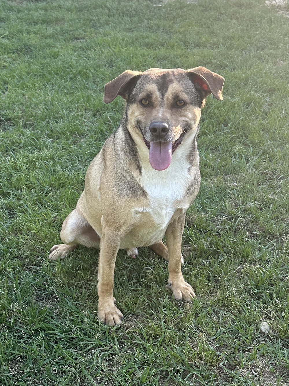 Buddy, an adoptable Terrier in Eastman, GA, 31023 | Photo Image 1