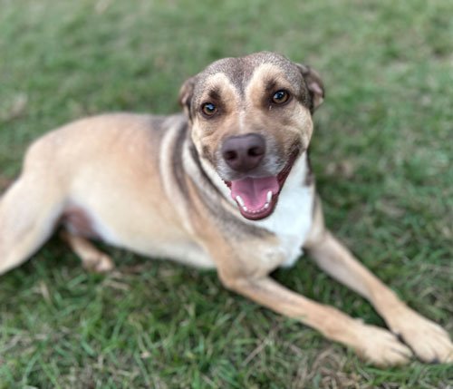 Buddy, an adoptable Terrier in Eastman, GA, 31023 | Photo Image 2
