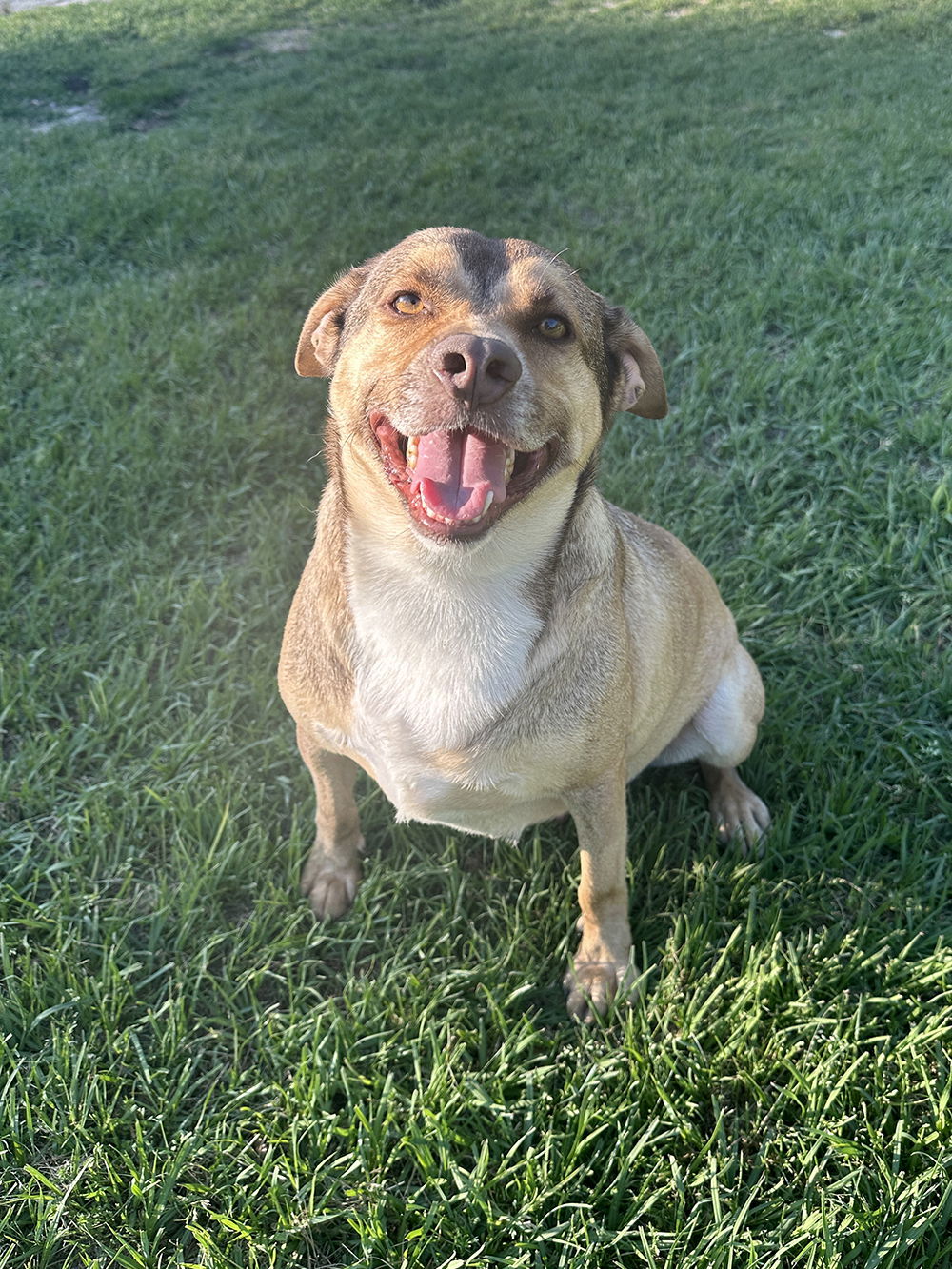 Buddy, an adoptable Terrier in Eastman, GA, 31023 | Photo Image 3