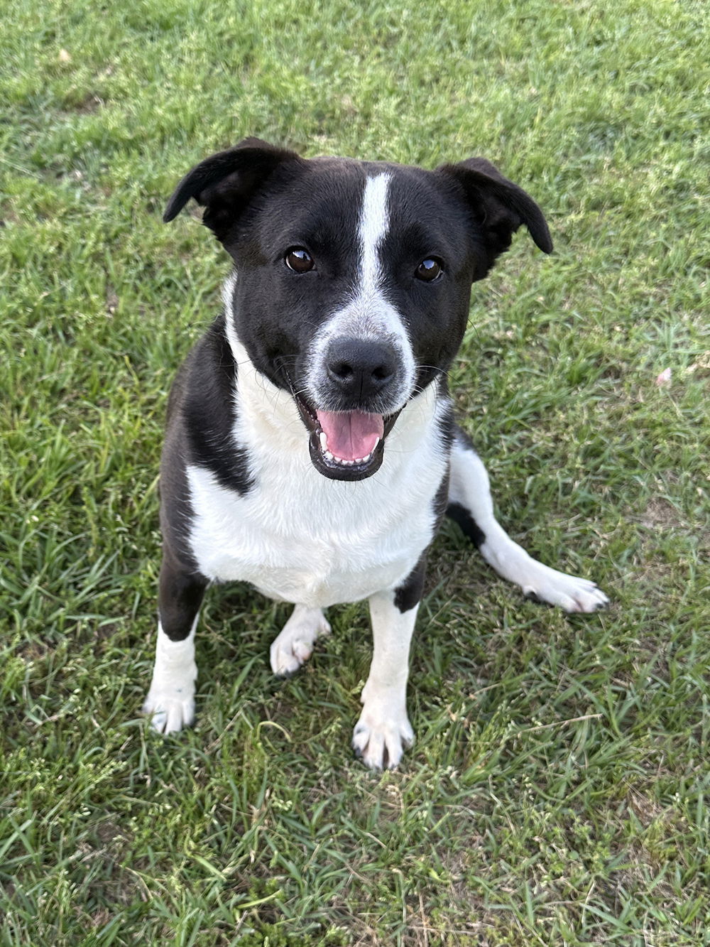 Panda, an adoptable Terrier in Eastman, GA, 31023 | Photo Image 1