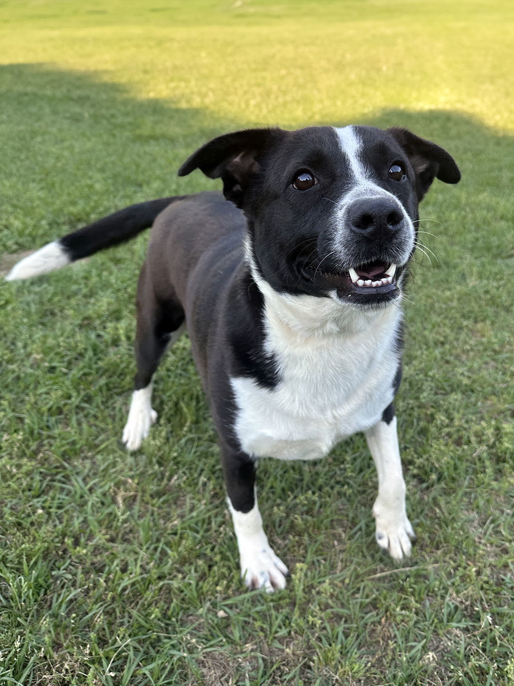 Panda, an adoptable Terrier in Eastman, GA, 31023 | Photo Image 2