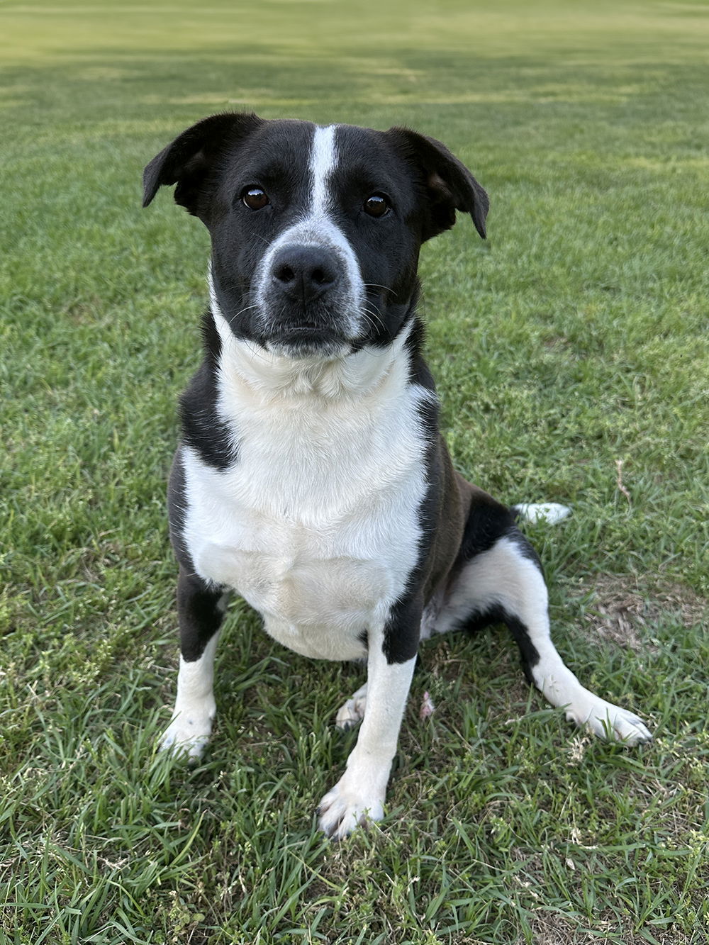 Panda, an adoptable Terrier in Eastman, GA, 31023 | Photo Image 3