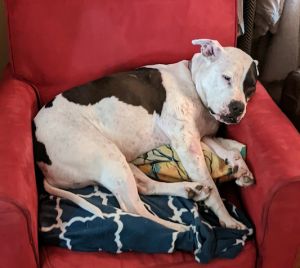 Rosemary is good with other dogs just not the older resident dog She would do better with someone 