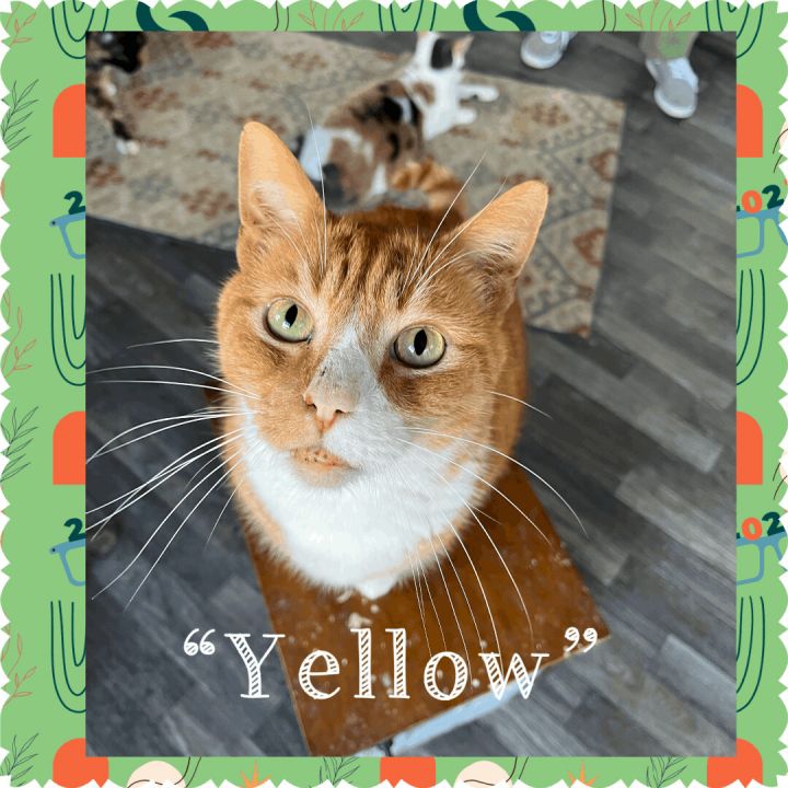 yellow house cat