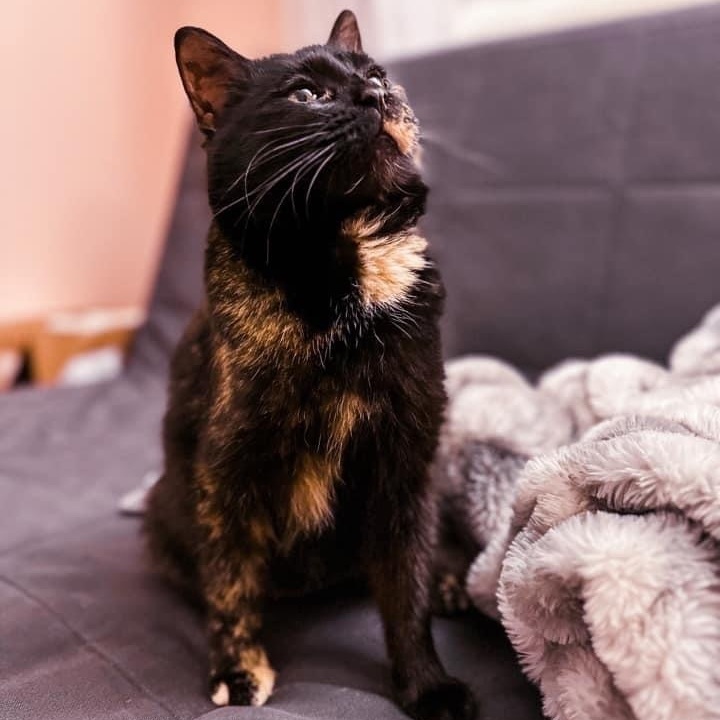 Luna, an adopted Tortoiseshell & Domestic Short Hair Mix in Kentwood, MI_image-2