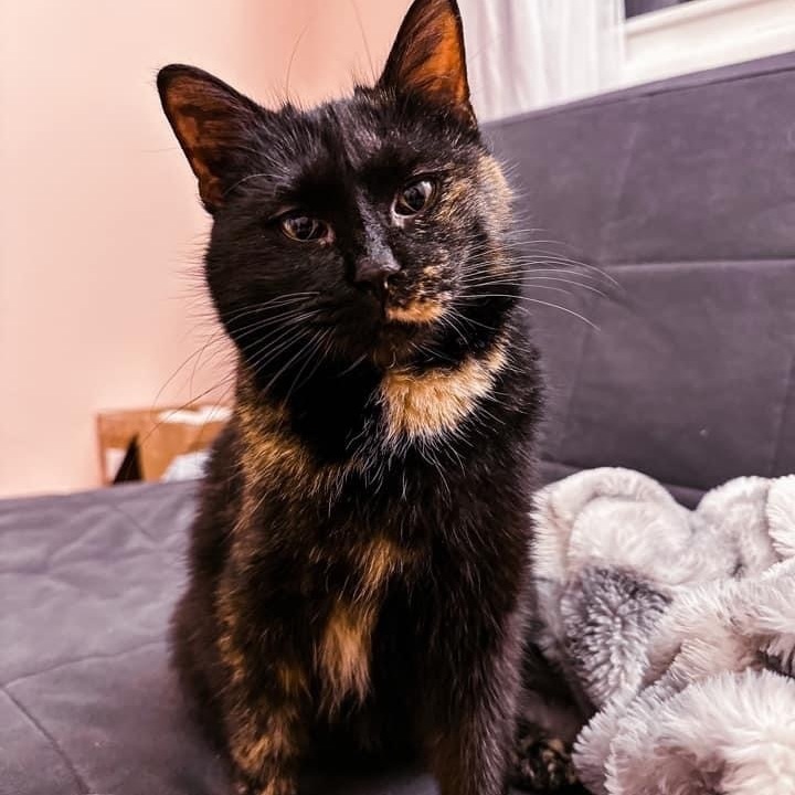 Luna, an adopted Tortoiseshell & Domestic Short Hair Mix in Kentwood, MI_image-6