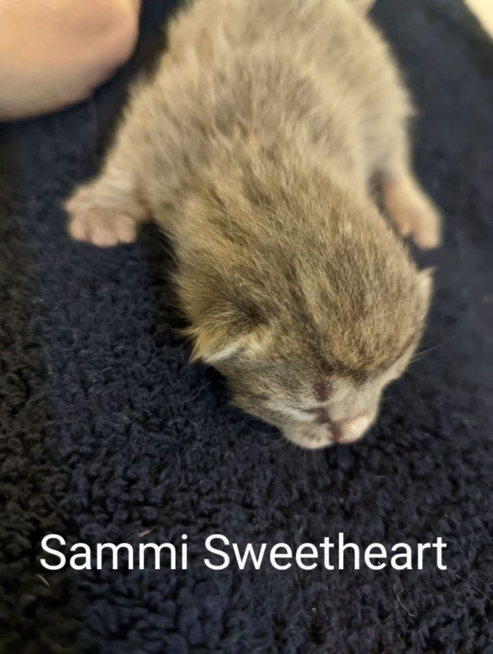 Sammi Sweetheart/ Lily 5