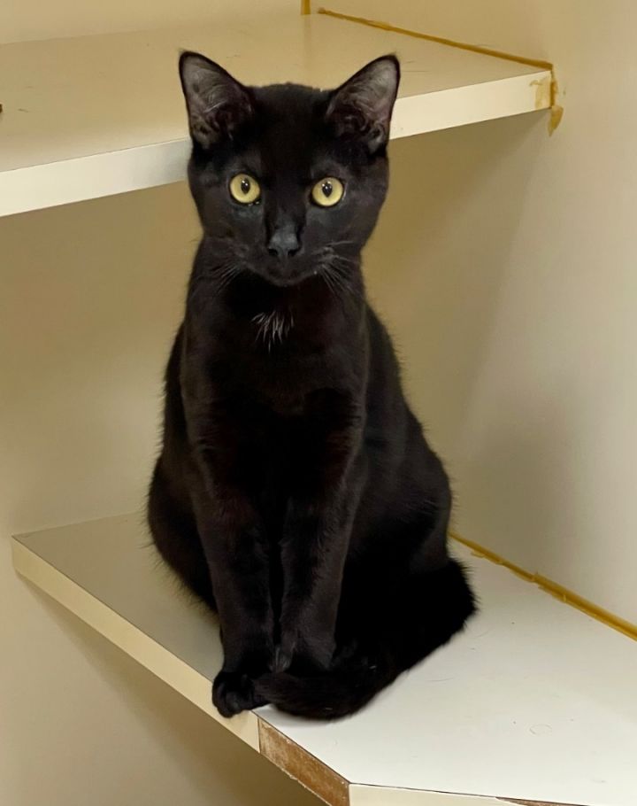 PINOCCHIO, an adoptable Domestic Short Hair in Little Rock, AR_image-1