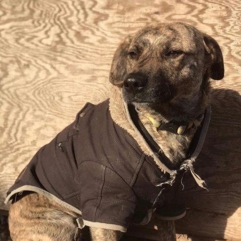 Spencer, an adoptable Labrador Retriever & Terrier Mix in San Diego, CA_image-1