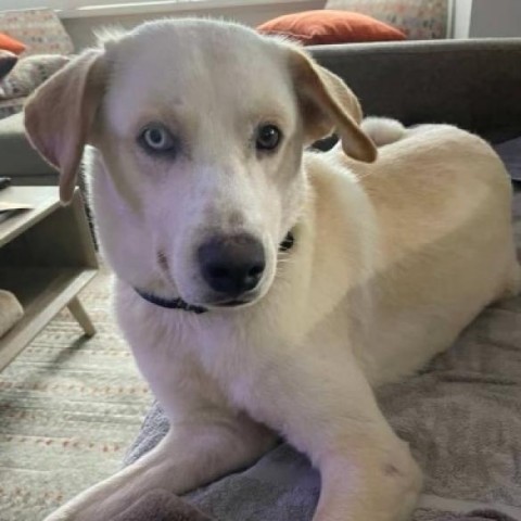 Coco, an adoptable Labrador Retriever in San Diego, CA_image-6