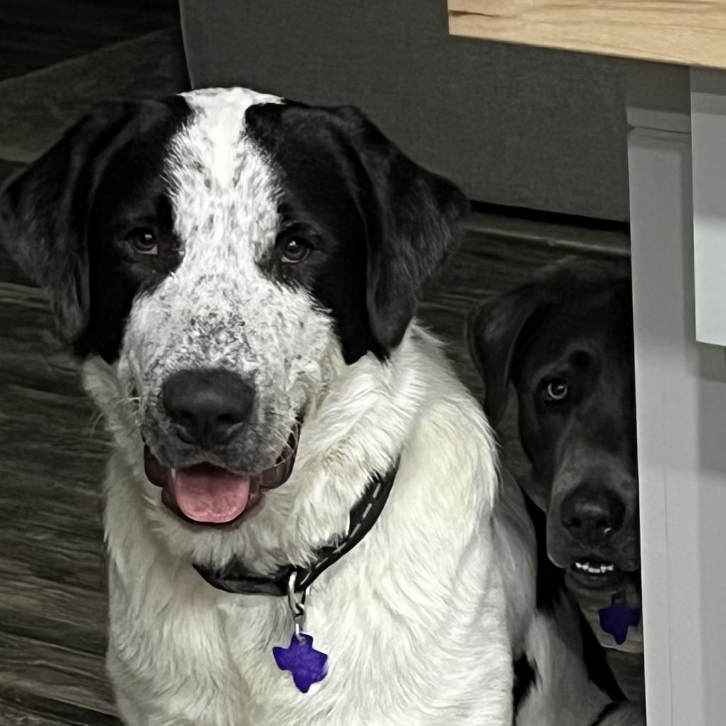 Seamus, an adoptable Pointer, Great Pyrenees in Dallas, TX, 75201 | Photo Image 1