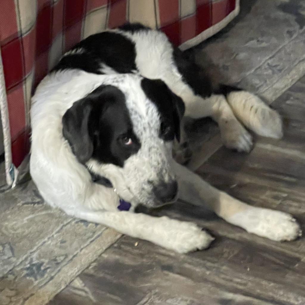 Seamus, an adoptable Pointer, Great Pyrenees in Dallas, TX, 75201 | Photo Image 2