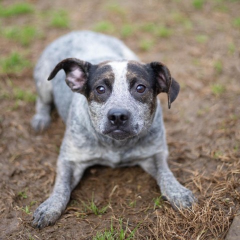 Rosabella, an adoptable Cattle Dog Mix in Brownsboro, AL_image-4