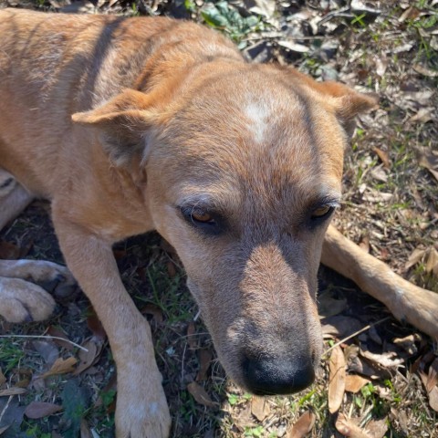 Bingo, an adoptable Mixed Breed in Irvington, AL, 36544 | Photo Image 3