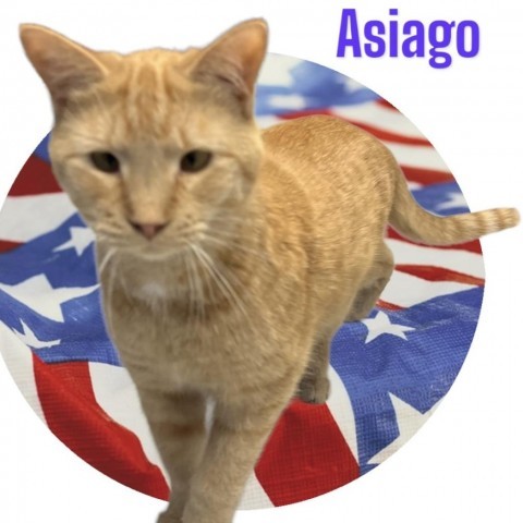 Asiago, an adoptable Domestic Short Hair in Carroll, IA, 51401 | Photo Image 1