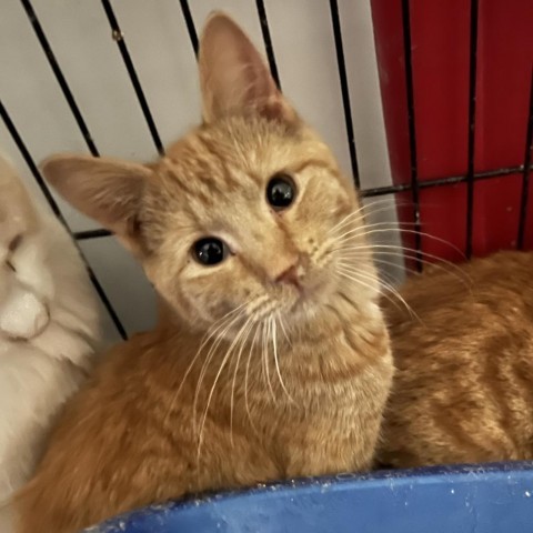 Asiago, an adoptable Domestic Short Hair in Carroll, IA, 51401 | Photo Image 2