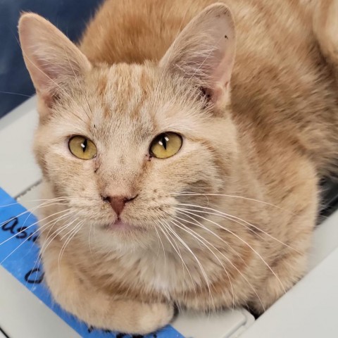 Asiago, an adoptable Domestic Short Hair in Carroll, IA, 51401 | Photo Image 3