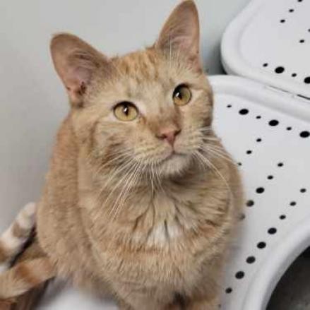 Asiago, an adoptable Domestic Short Hair in Carroll, IA, 51401 | Photo Image 4