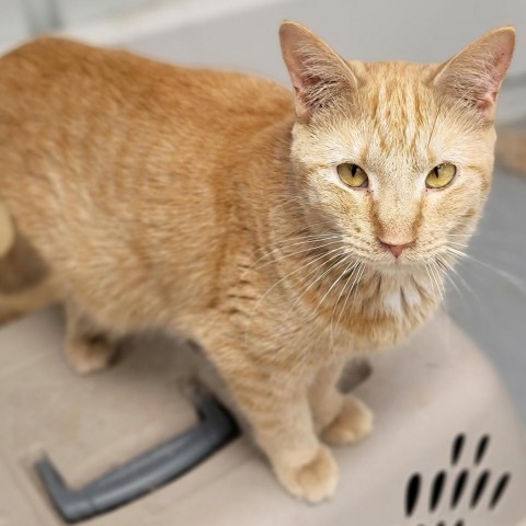 Asiago, an adoptable Domestic Short Hair in Carroll, IA, 51401 | Photo Image 5