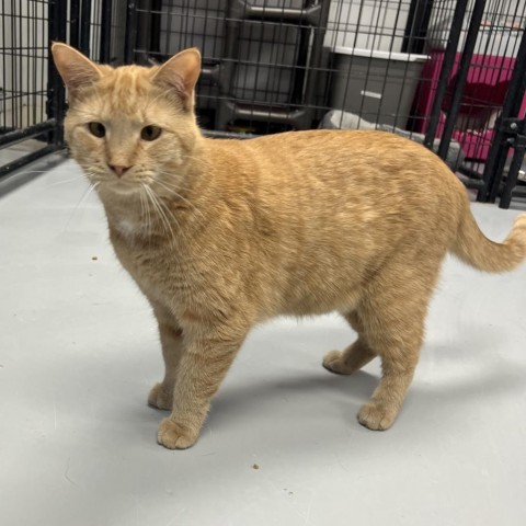 Asiago, an adoptable Domestic Short Hair in Carroll, IA, 51401 | Photo Image 6