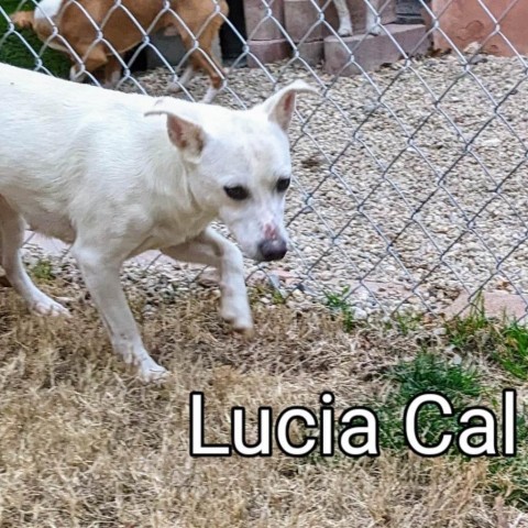 Lucia Cal, an adoptable Chihuahua in Las Vegas, NV, 89145 | Photo Image 1