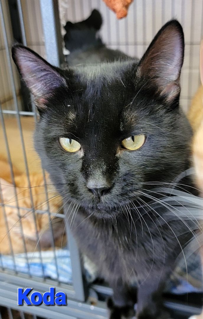 Koda, an adoptable Domestic Short Hair Mix in Madras, OR_image-1