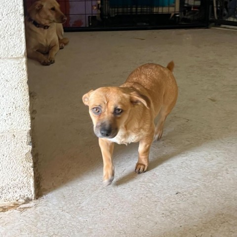 Britney, an adoptable Chihuahua in Grand Junction, CO, 81505 | Photo Image 2