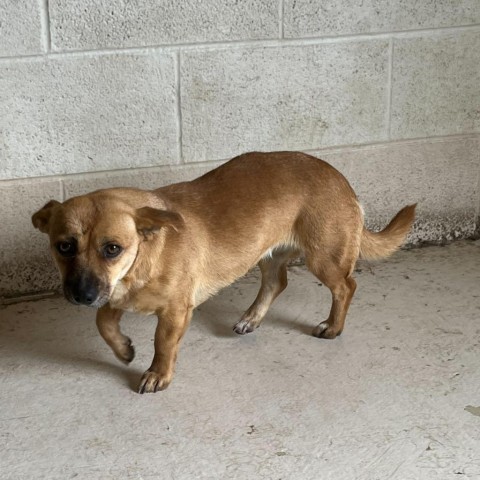 Britney, an adoptable Chihuahua in Grand Junction, CO, 81505 | Photo Image 3