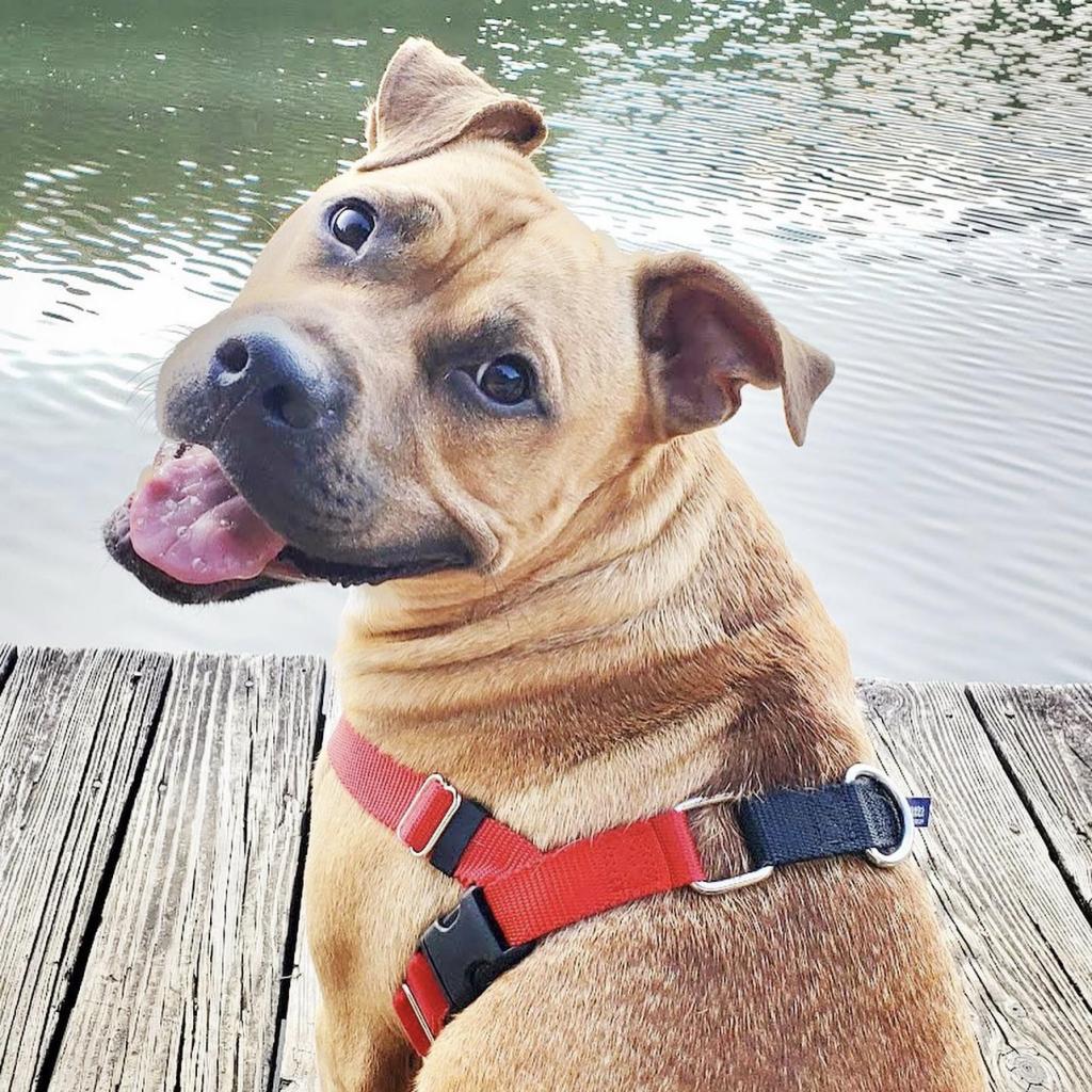 Paco, an adoptable Pit Bull Terrier, American Staffordshire Terrier in Madison, AL, 35758 | Photo Image 1
