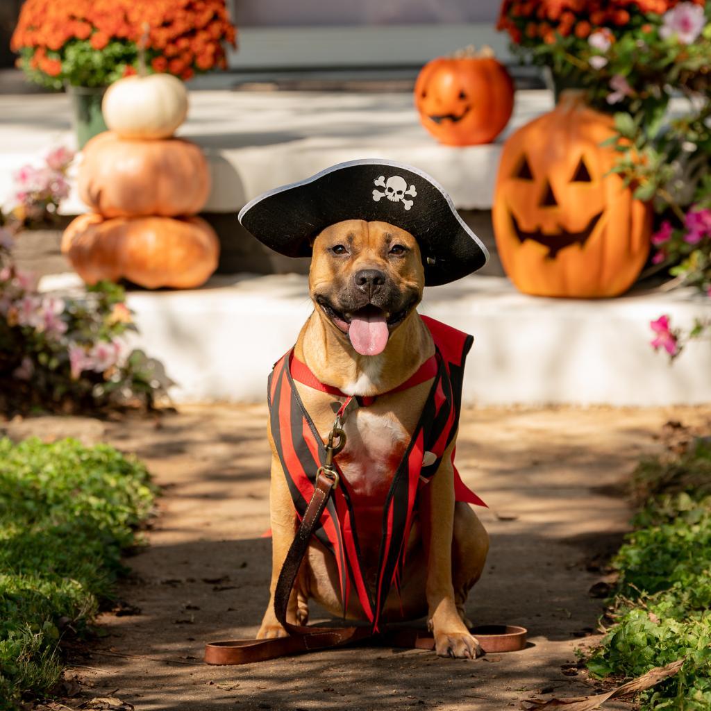 Paco, an adoptable Pit Bull Terrier, American Staffordshire Terrier in Madison, AL, 35758 | Photo Image 3