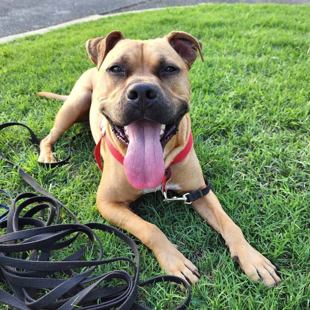 Paco, an adoptable Pit Bull Terrier, American Staffordshire Terrier in Madison, AL, 35758 | Photo Image 5