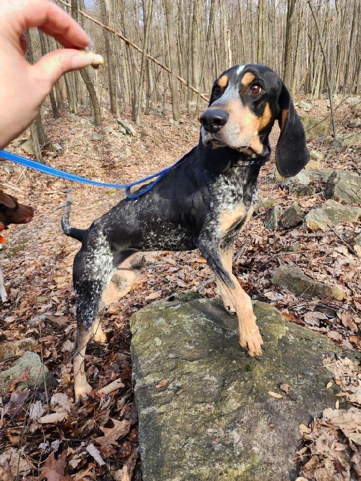 Blyke, an adoptable Bluetick Coonhound Mix in Breinigsville, PA_image-1
