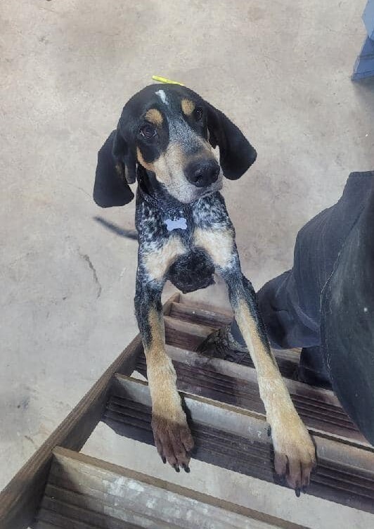 Blyke, an adoptable Bluetick Coonhound Mix in Breinigsville, PA_image-3