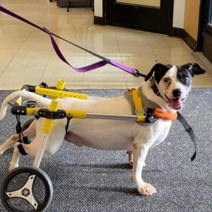 can you rent a dog wheelchair