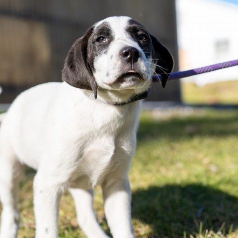 Levi, an adoptable Labrador Retriever Mix in Patterson, NY_image-4