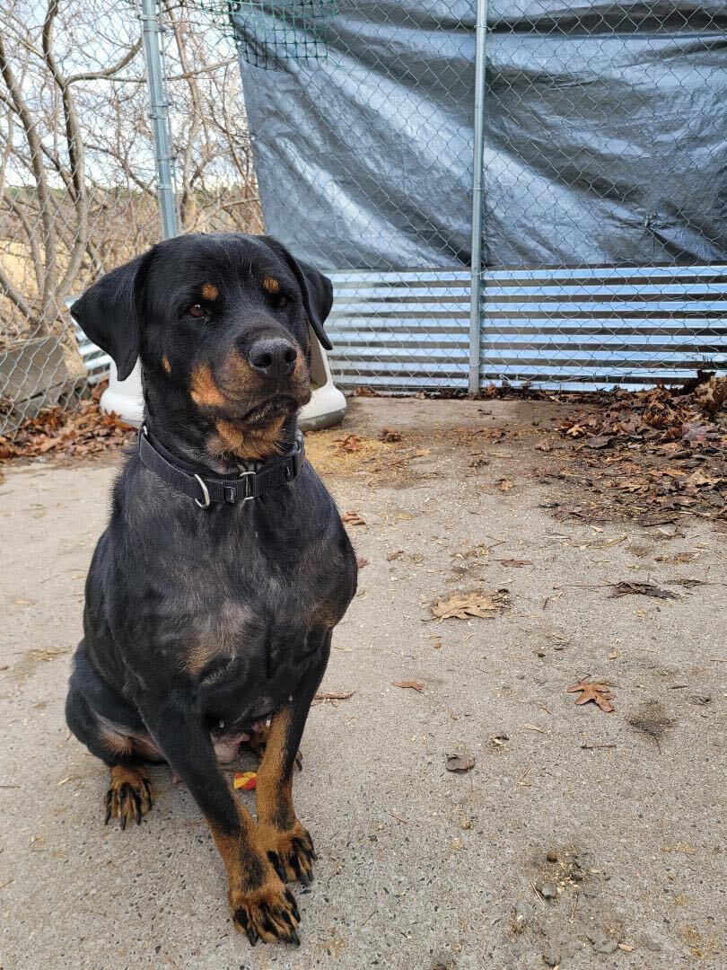 Rudy aka RooRoo, an adoptable Rottweiler in Peru, NY, 12972 | Photo Image 2