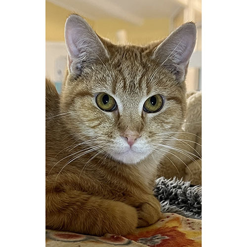 Dill, an adoptable Domestic Short Hair in Sultan, WA_image-2