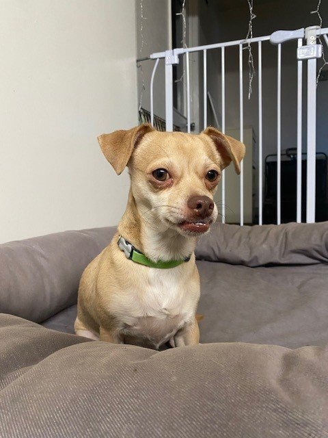 JEWEL, an adoptable Chihuahua & Terrier Mix in Redwood City, CA_image-5