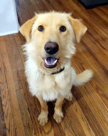 Dog for adoption - Oakley, a Golden Retriever & Terrier Mix in Bedford  Hills, NY | Petfinder